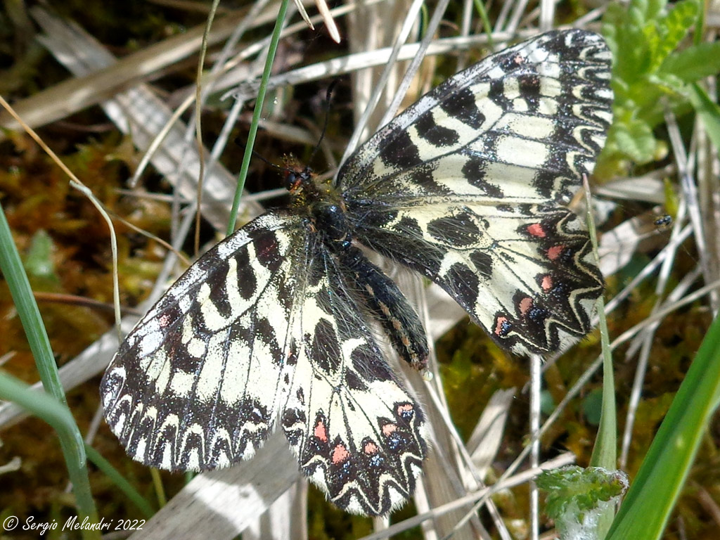 Zerinthia cassandra  (RA)